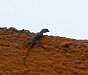 gecko_guad_112602-1s.jpg